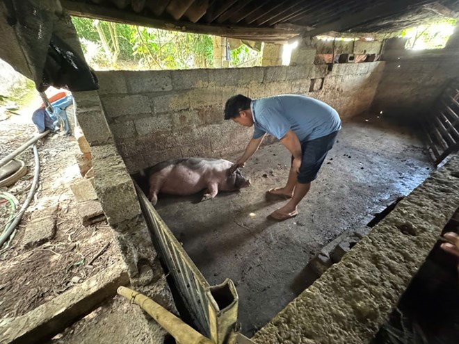 Công điện về việc tập trung triển khai quyết liệt, đồng bộ các giải pháp phòng, chống, khống chế bệnh Dịch tả lợn Châu Phi